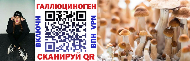 Псилоцибиновые грибы Psilocybe  Якутск 